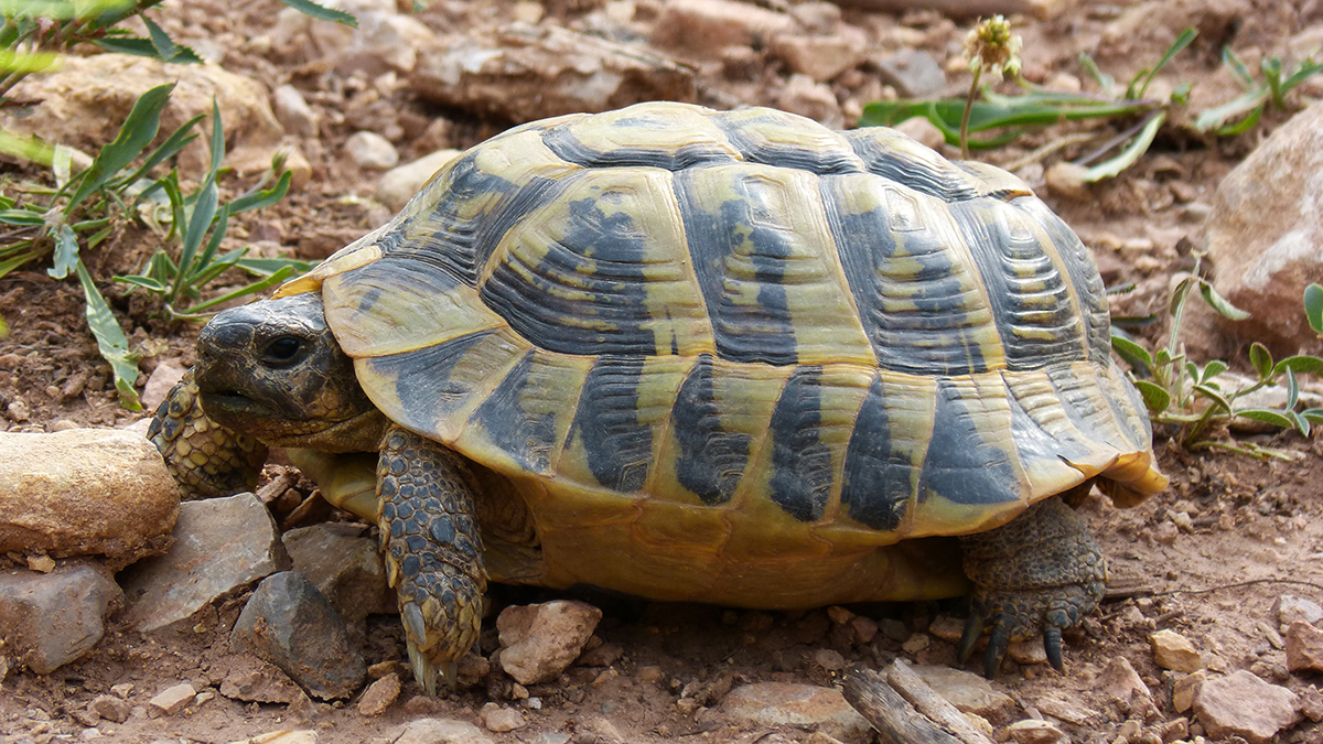 Quel est l'espérance de vie d'une tortue terrestre ? Combien de temps — free download